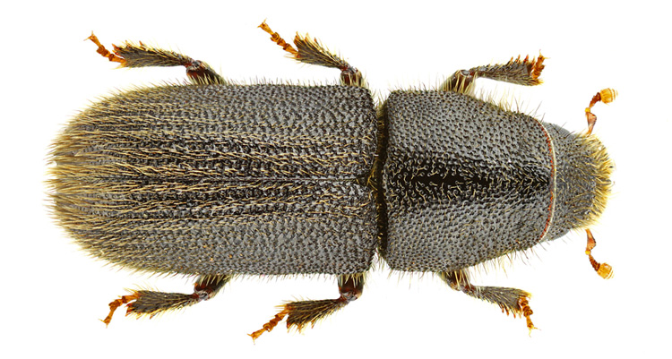 bark beetle