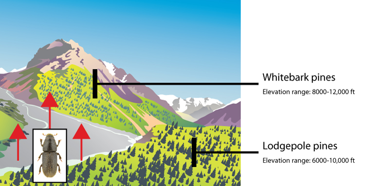 rocky mountain elevation diagram