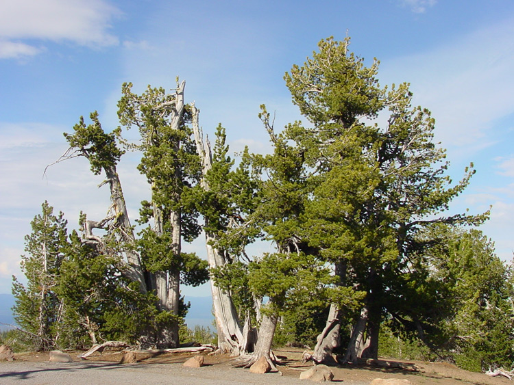 whitebark pine trees
