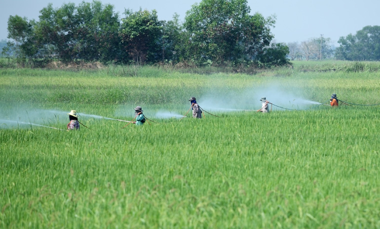 farmers pesticide chemicals spraying