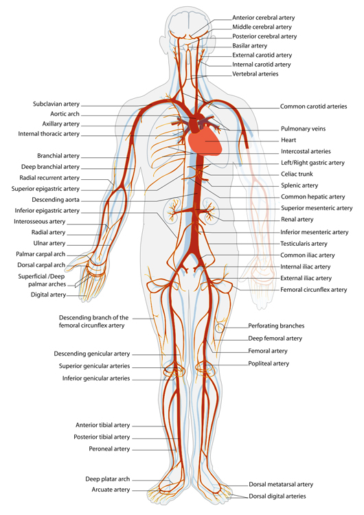 arteries