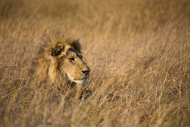 lions population future timeline 2035