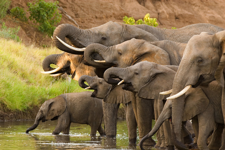 african elephants