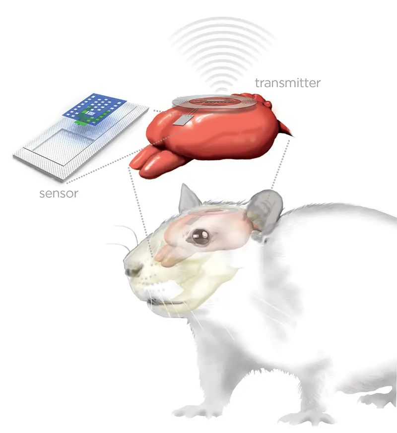 mouse brain implant 2016 technology
