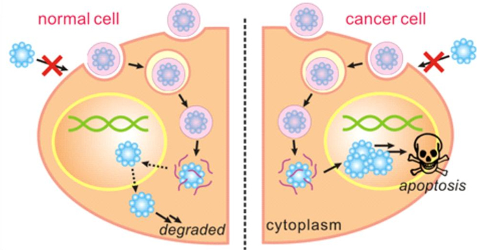 cell diagram