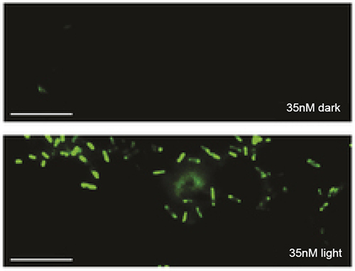 bacteria resistance quantum dots