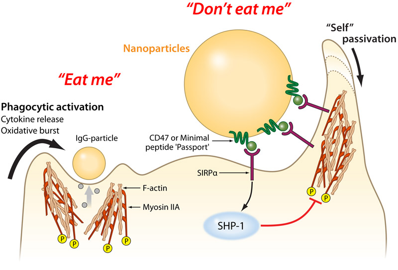 cd47 protein passport