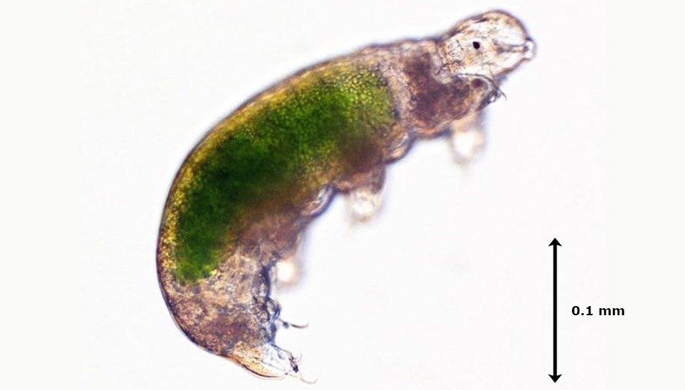 tardigrade frozen 30 years