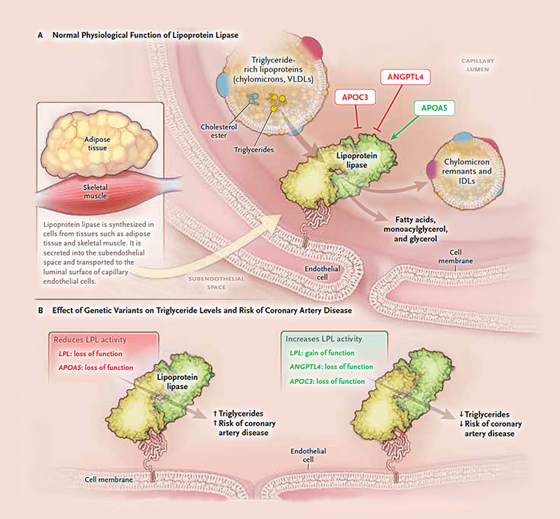 heart attack genes triglyceride