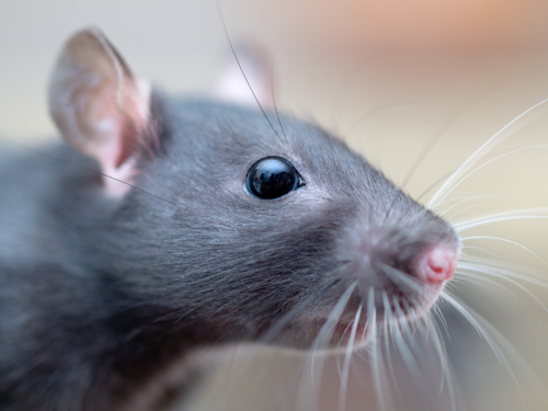 mouse