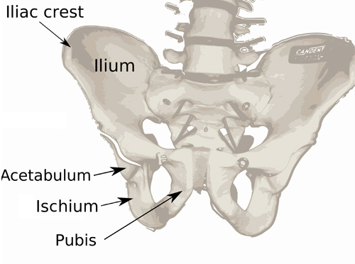 iliac crest