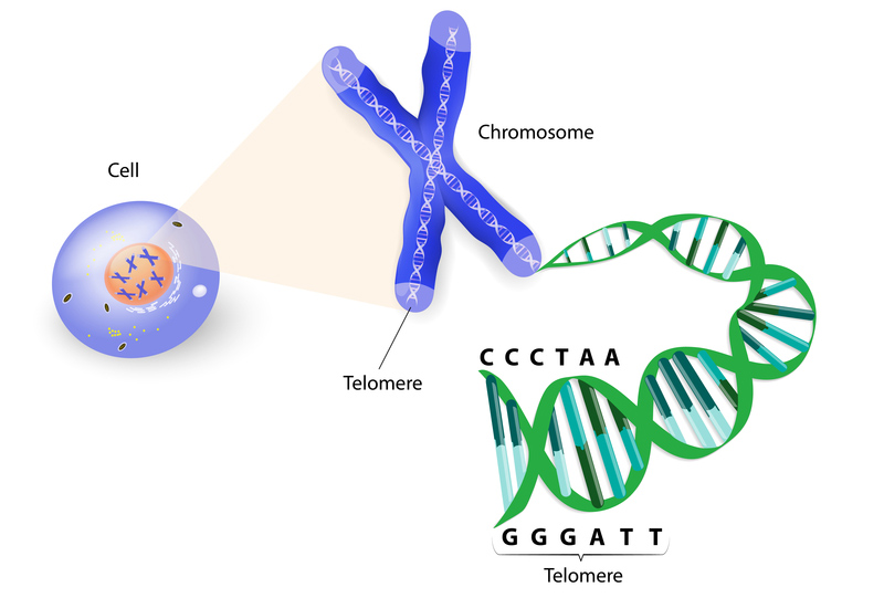 telomeres