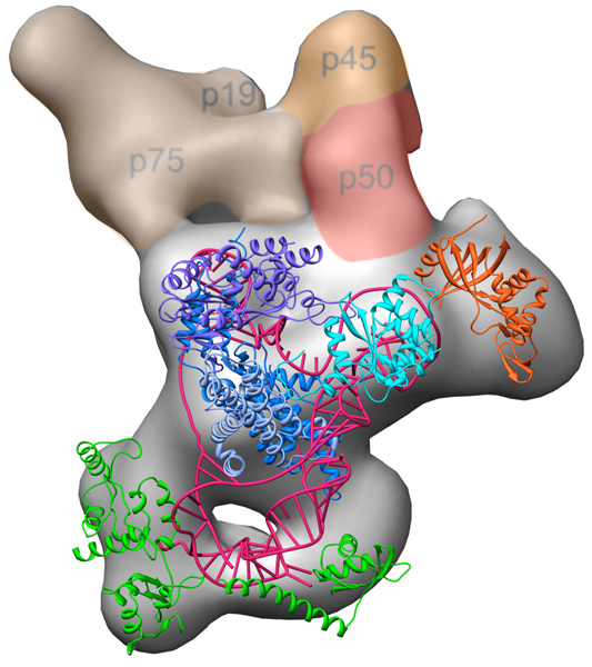 telomerase enzyme