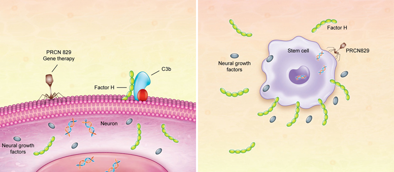 stem cells als