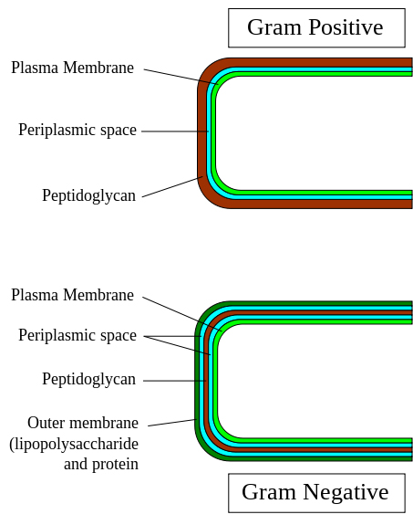 gram negative positive bacteria