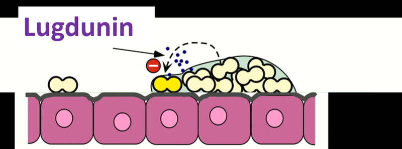 new antibiotic found in human nose