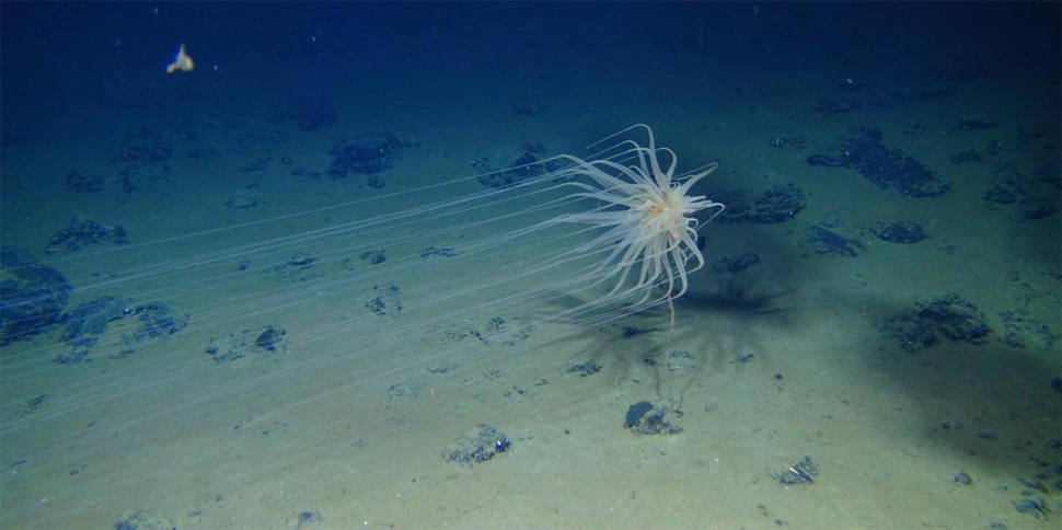 sealife