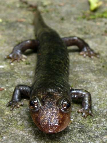  Black-Bellied Salamander