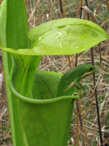  Green Tree Frog