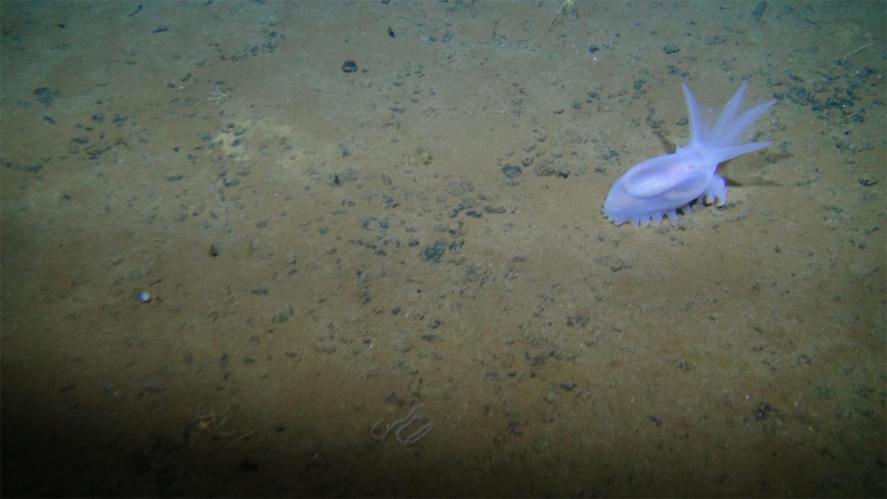 sealife