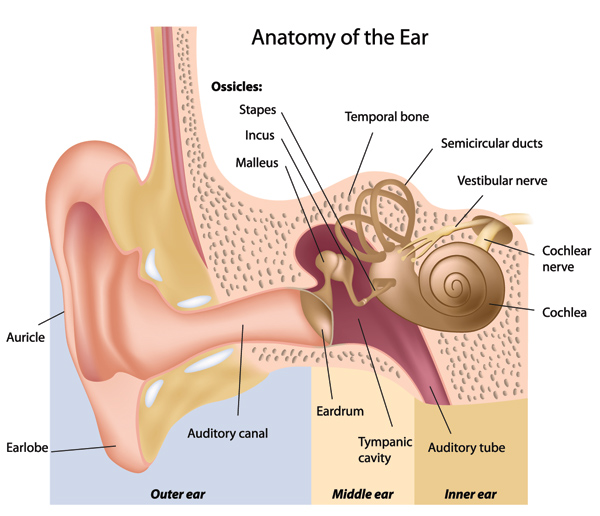 ear diagram
