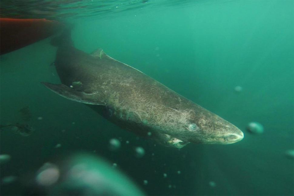 greenland shark