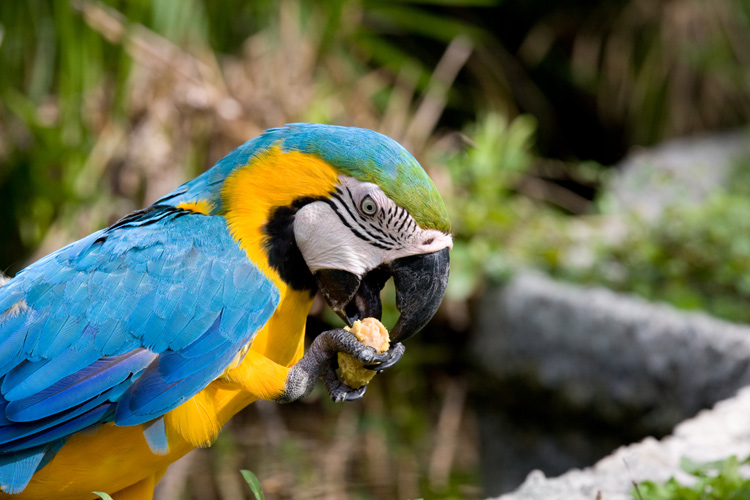 parrot eating