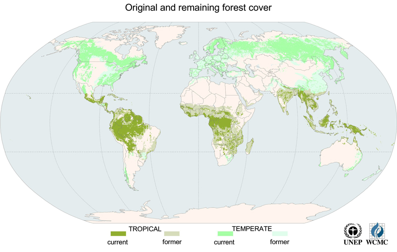 global forest cover original and remaining