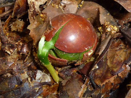 amazon rainforest seed growing