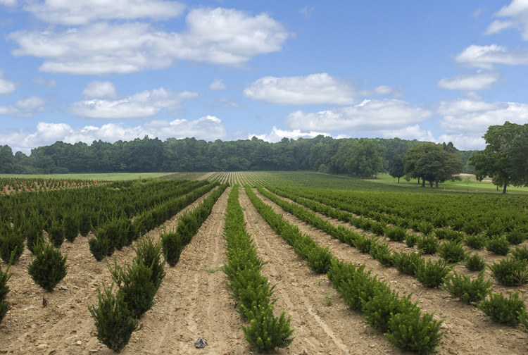 reforestation