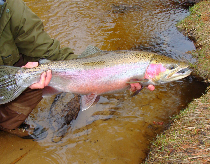 steelhead trout