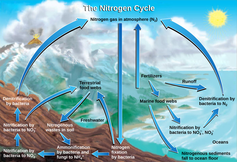 nitrogen cycle