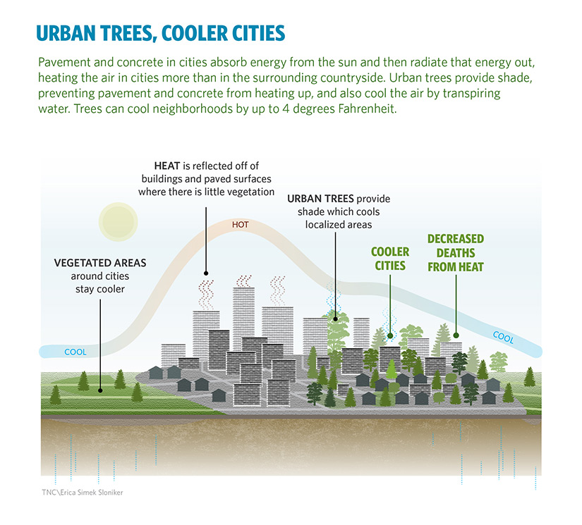 urban trees 2 degrees C