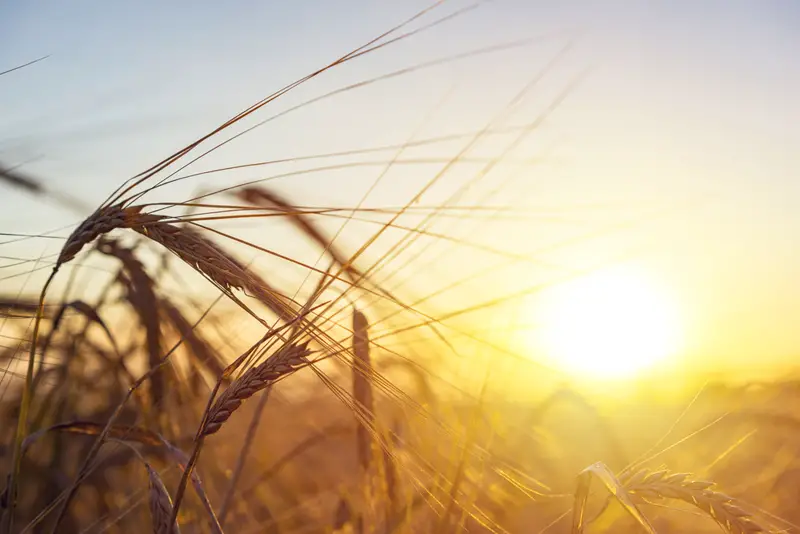 Genetically modified superwheat could boost yields by 40%