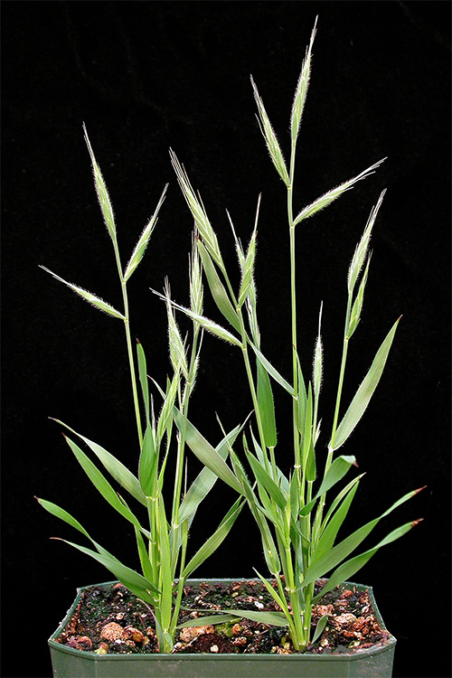 brachypodium distachyon stiff brome