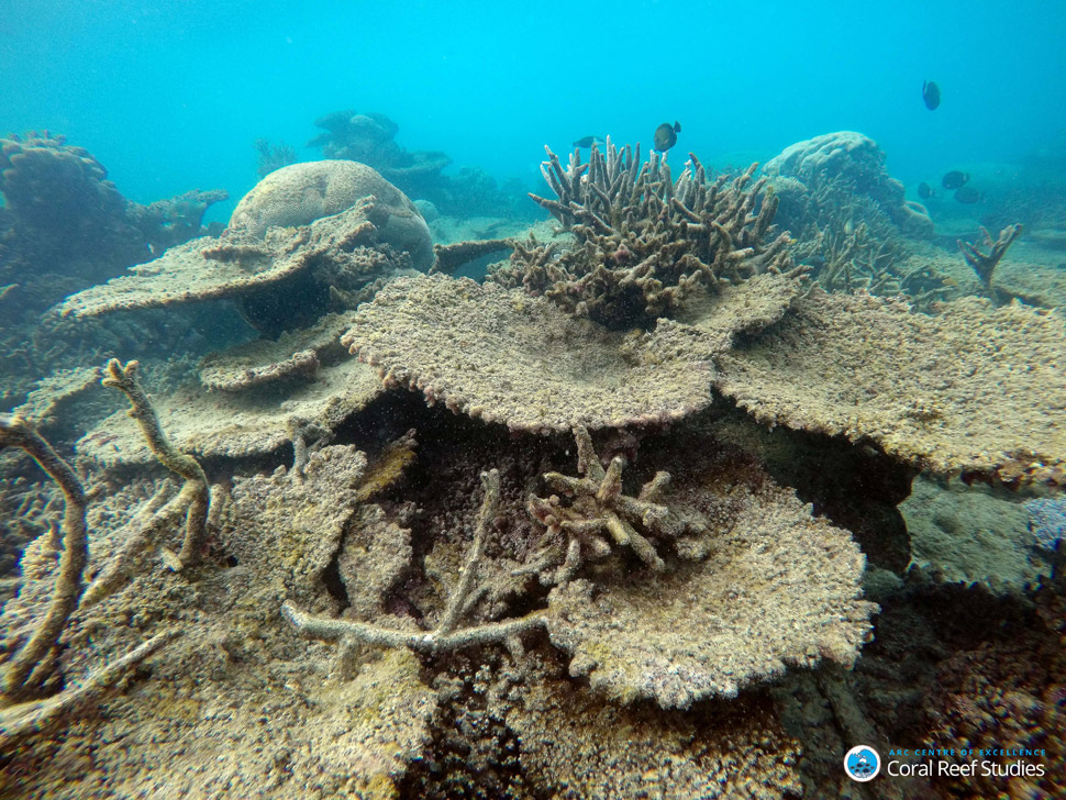 great barrier reef future timeline