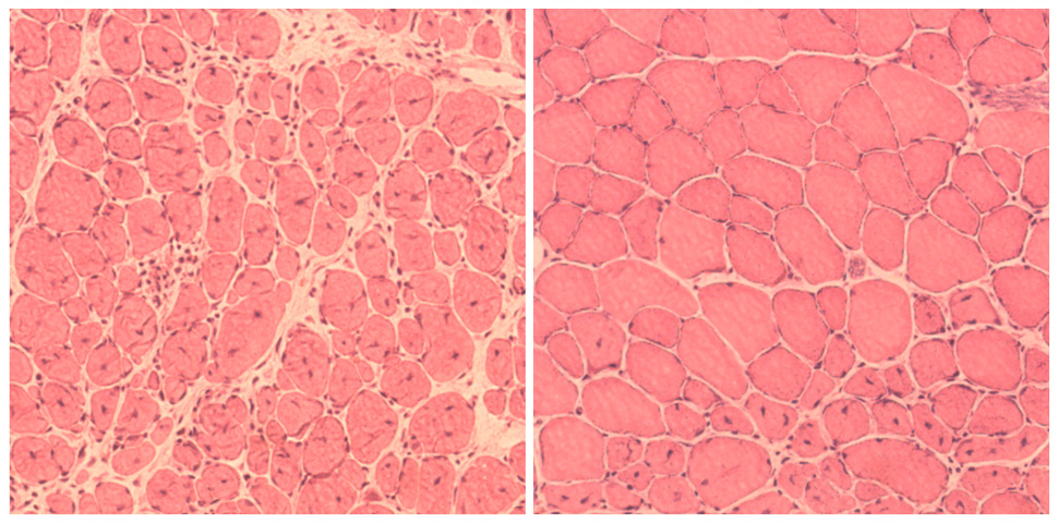 aging reversal mice future timeline