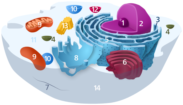 organelles