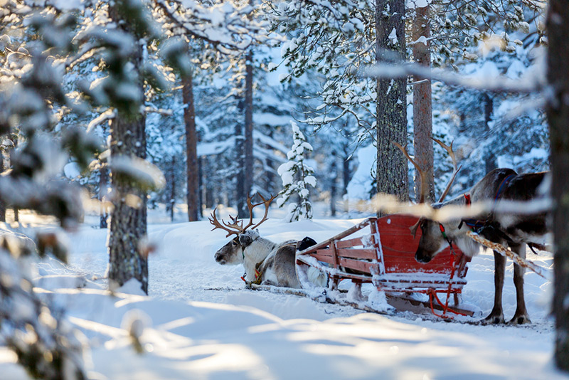 reindeer population extinction threat