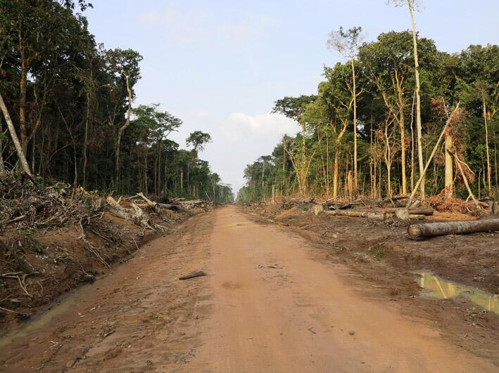 congo deforestation