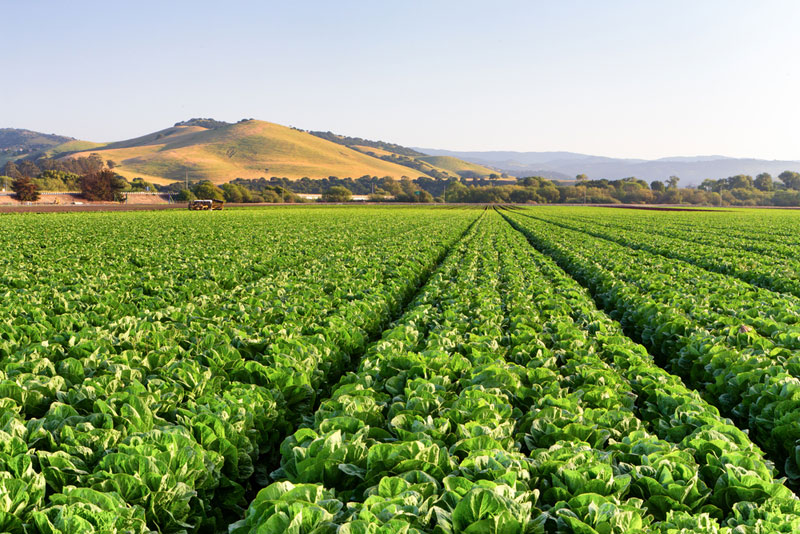 lettuce field