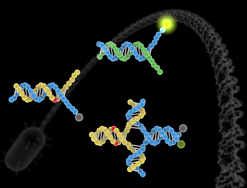 dna