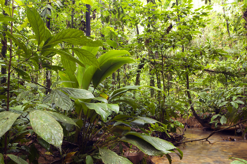 yasuni national park