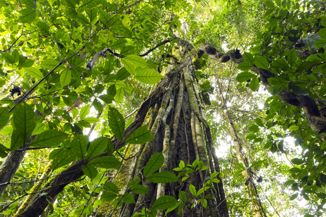 yasuni national park trees