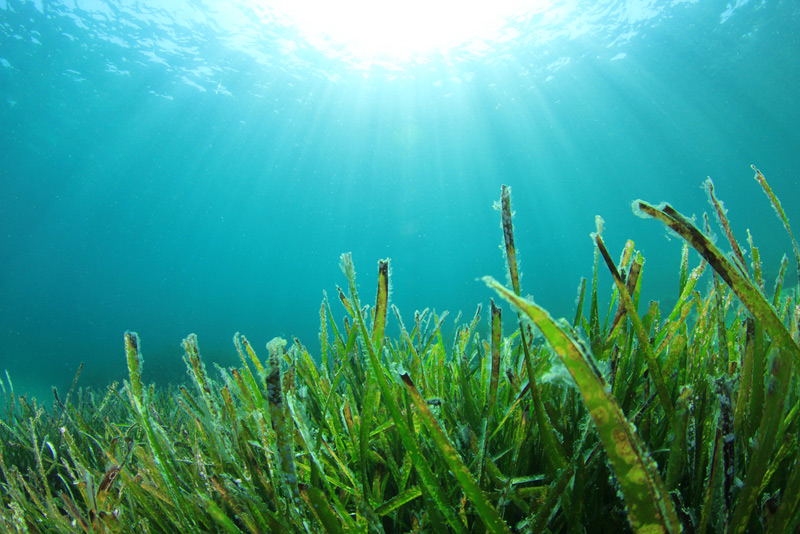 seagrass