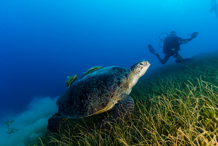 turtle seagrass