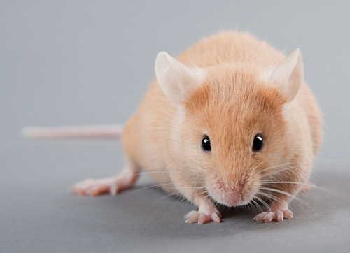 mouse