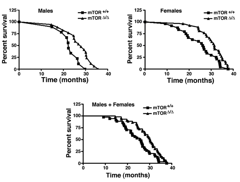 mtor mice lifespans