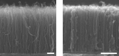 carbon nanotube forests