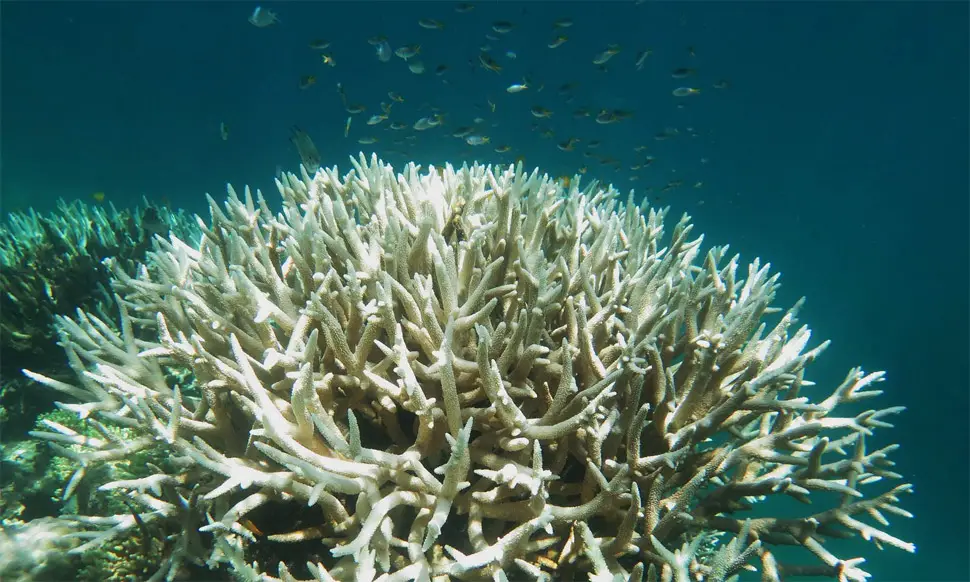 coral bleaching future timeline
